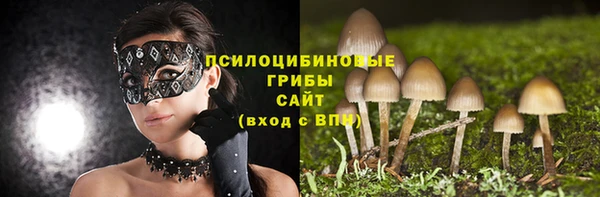 шишки Осинники
